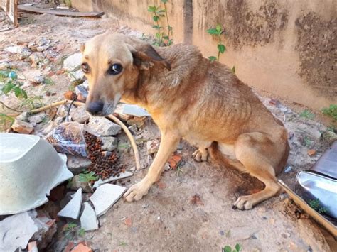 novinha cachorro|Mulher flagrada abandonando cachorra em rua de Coxim é presa。